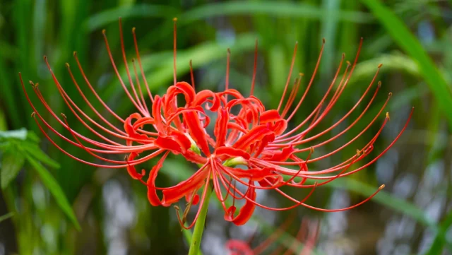 Lycoris radiata