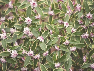 Orticolario, Natale 2024: Daphne odora 'Aureomarginata'