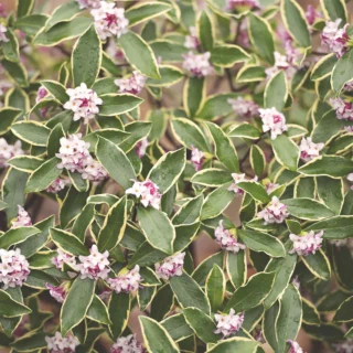 Orticolario, Natale 2024: Daphne odora 'Aureomarginata'