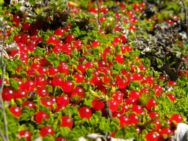 Bacche rosse di Nertera