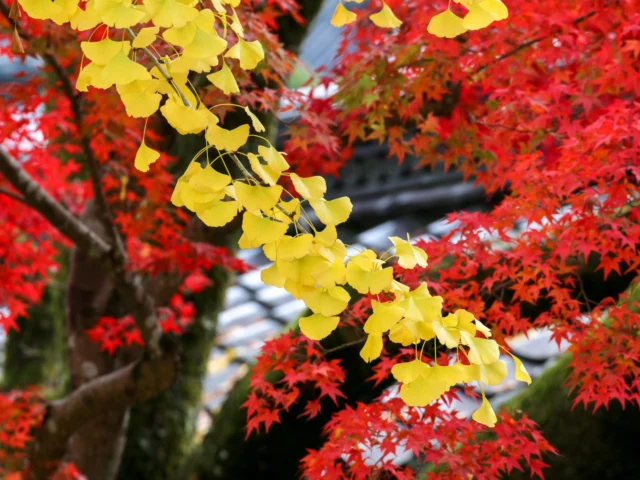 Colori in autunno