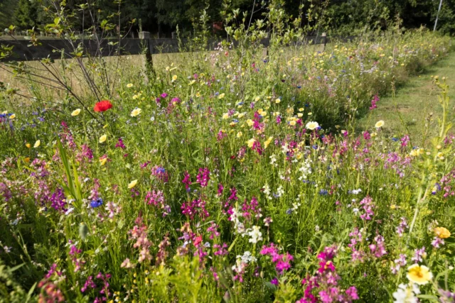 Prateria in giardino