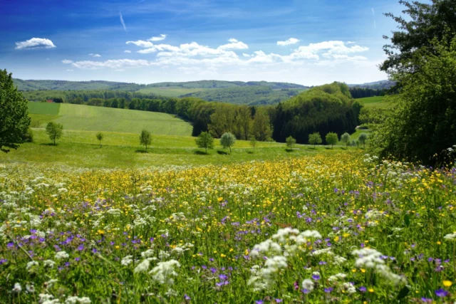 La saggezza della natura