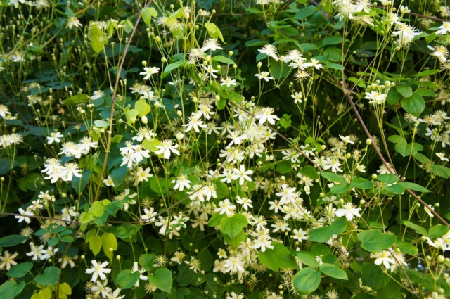 Clematis vitalba