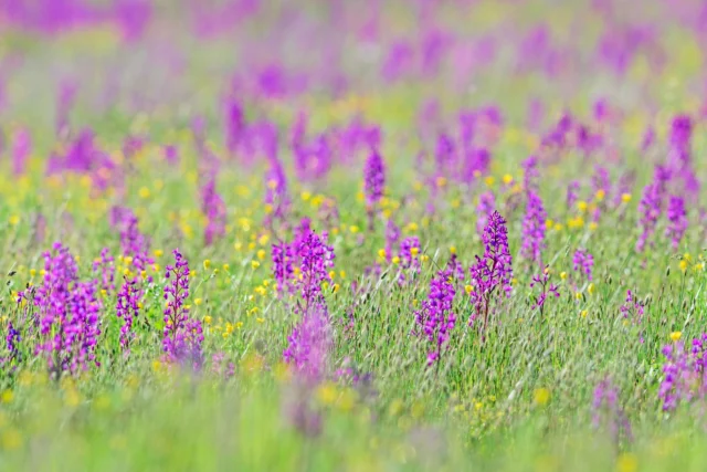 Prateria in giardino