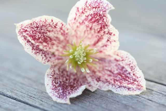 Clematis 'Freckles'