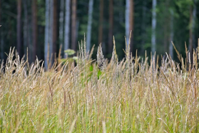 Graminacee spontanee in una prateria 