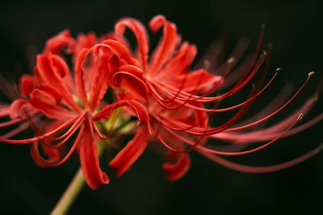 Lycoris radiata in tutta la sua sensualitÃ 