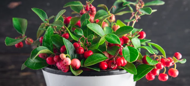 Gaultheria procumbens in vaso