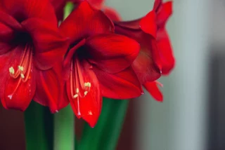 Fiori di Natale: Hippeastrum rosso