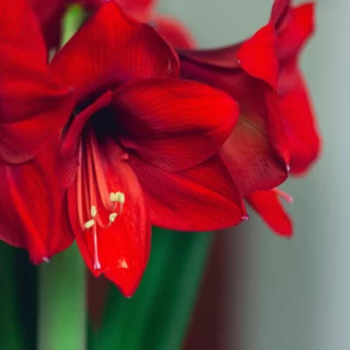 Fiori di Natale: Hippeastrum rosso