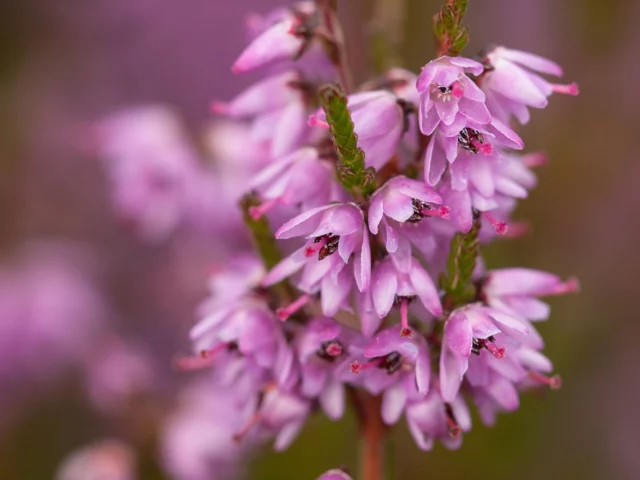 Macro di un fiore di Calluna