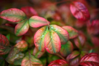 Nandina 'Fire Power'