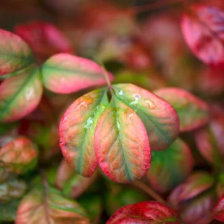 Nandina 'Fire Power'