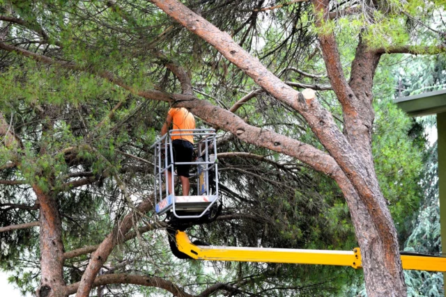 La potatura di un albero. Non c'Ã¨ quasi mai utilitÃ  nel compierla cosÃ¬ come vediamo da qualche decennio