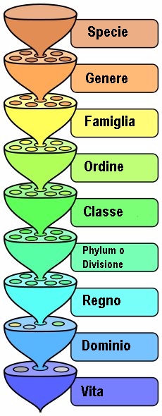 La classificazione biologica