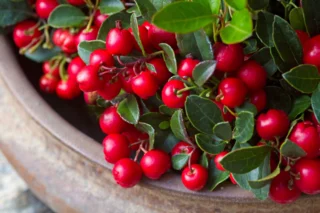 Bacche rosse di Gaultheria procumbens