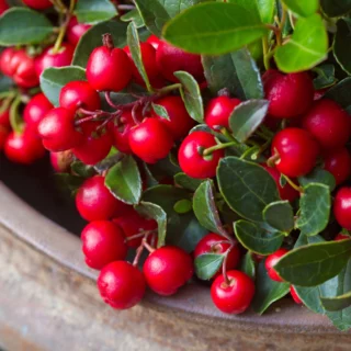 Bacche rosse di Gaultheria procumbens