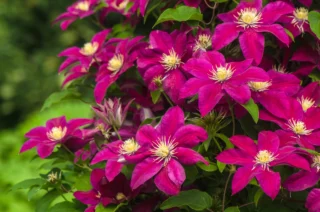 Clematis a grandi fiori