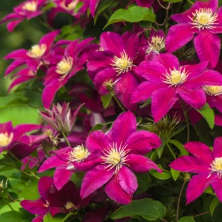 Clematis a grandi fiori