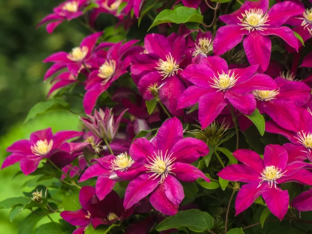 Clematis a grandi fiori