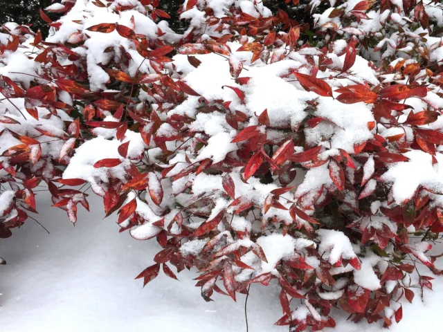 Nandina 'Fire Power' sotto la neve