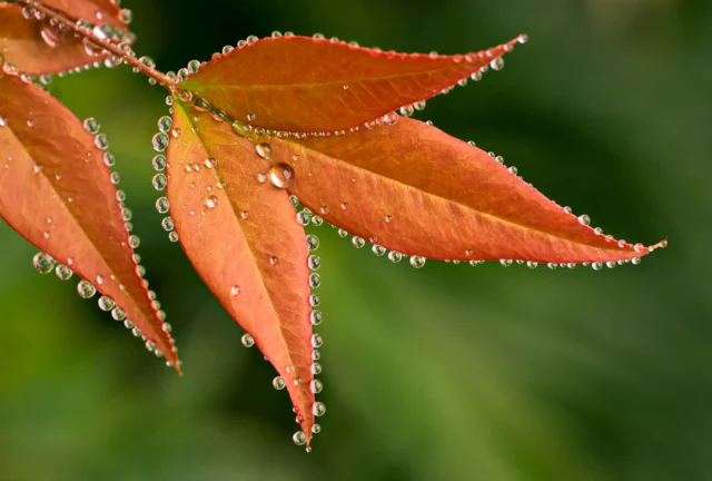 Guttazione delle foglie di Nandina