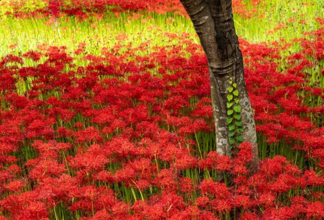 Lycoris radiata in natura