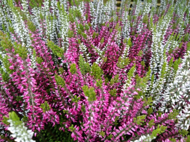 Calluna 'Twin Girls'