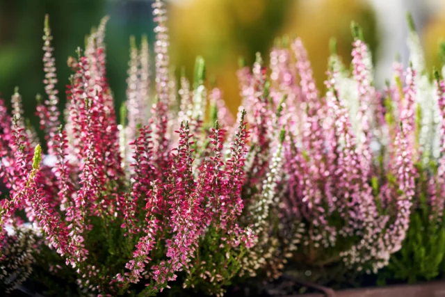 Calluna vulgaris