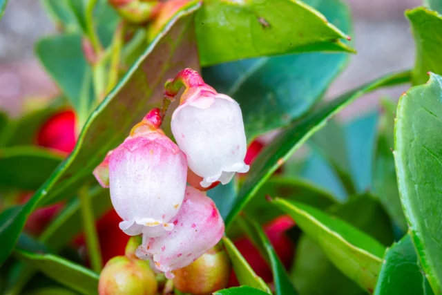 Fiori di Gaultheria procumbens