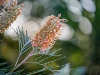 Grevillea