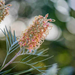 Grevillea