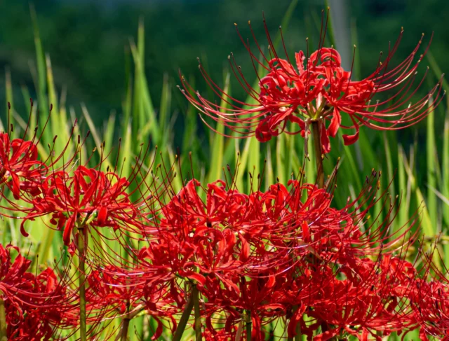 Lycoris radiata 