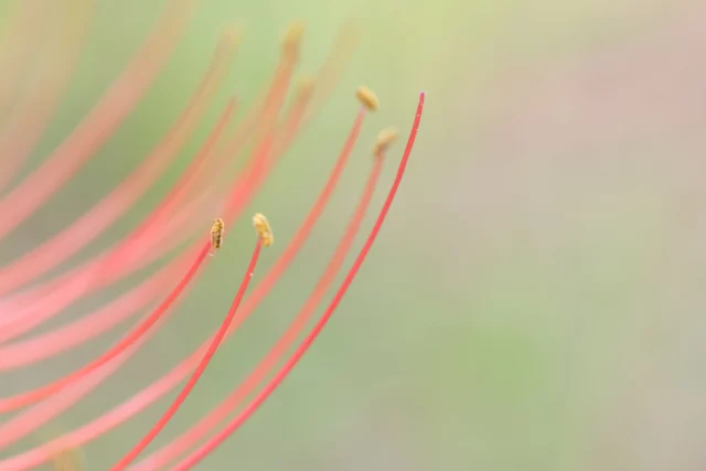 La sensualitÃ  degli stami di Lycoris radiata