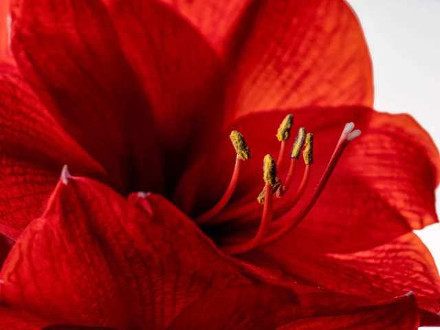 Dettaglio di Hippeastrum