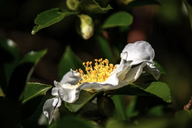 Gli stami donano maggiore lucentezza al fiore