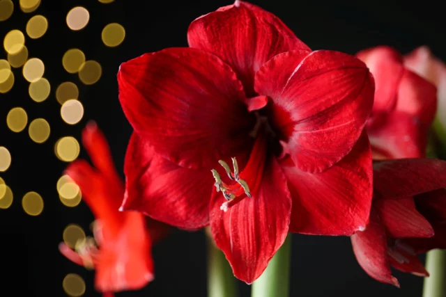 Fiori di Natale e Hippeastrum: connubio perfetto