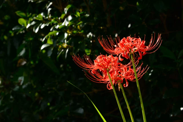 Una bellezza unica tra i fiori