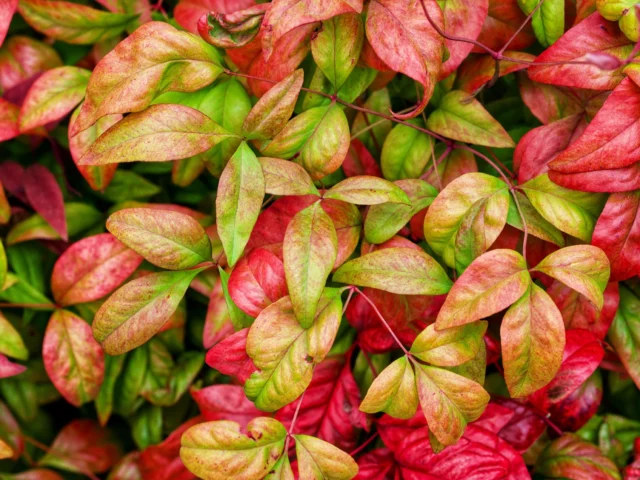 Nandina domestica 'Firepower' o 'Fire Power'