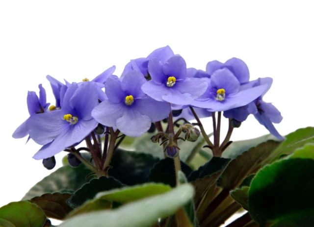 Un'altra foto che evidenzia le strutture dei fiori