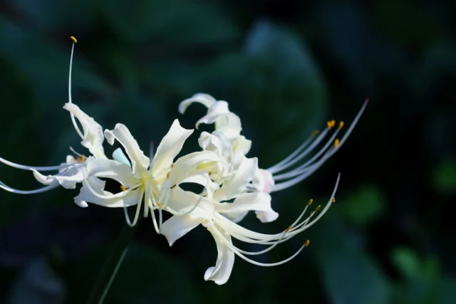 Lycoris albiflora