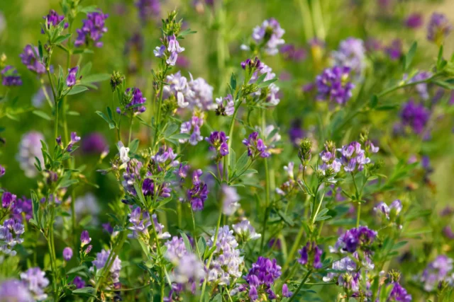 Fiori di Medicago sativa (nome botanico dell'erba medica)