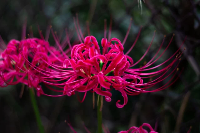 Lycoris radiata a fioritura avanzata quando cambia colore