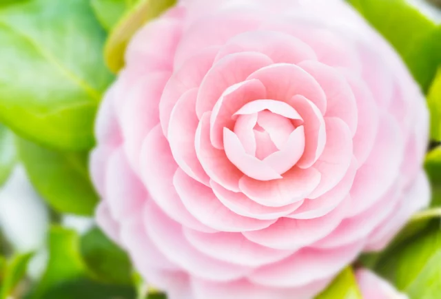 Un fiore di Camellia japonica