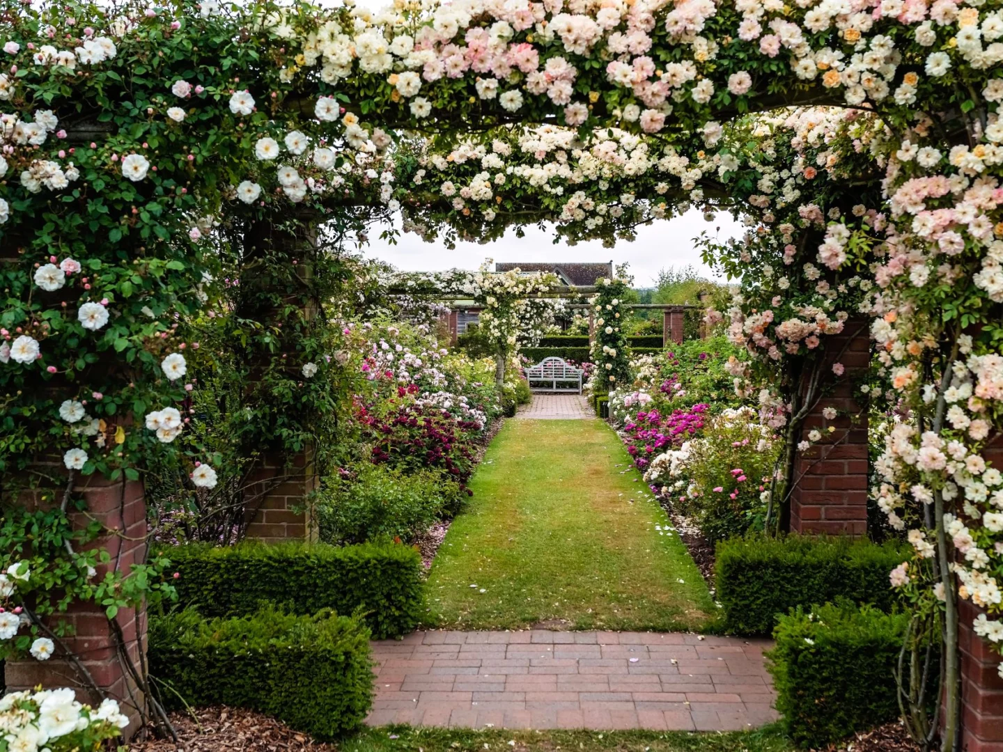 Come e quando piantare le rose in giardino