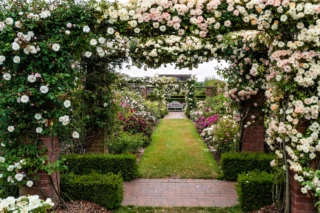 Come e quando piantare le rose in giardino