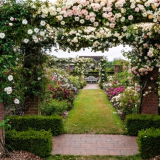 Come e quando piantare le rose in giardino