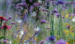 buoni cattivi giardino