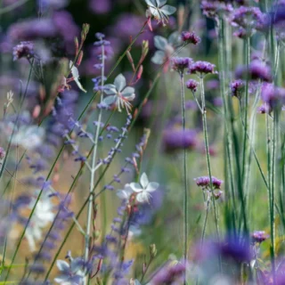 buoni cattivi giardino